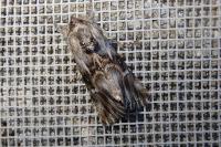Calophasia lunula