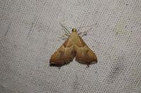Endotricha flammealis