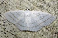 Cabera pusaria