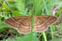 Idaea ochrata