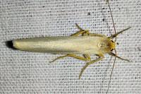 Eilema caniola