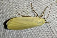 Wittia sororcula