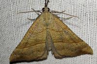 Hypena proboscidalis