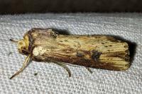 Axylia putris