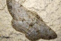 Hypomecis punctinalis