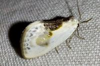 Cilix glaucata