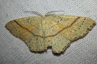 Cyclophora punctaria