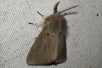 Diaphora mendica