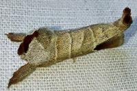 Clostera curtula