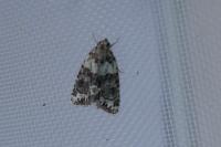Cryphia algae