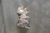 Thaumetopoea pityocampa