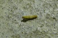 Homoeosoma sinuella