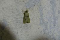 Apaidia mesogona