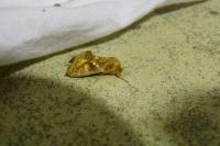 Chrysodeixis chalcites