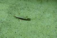Crambus pascuella
