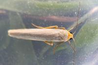 Eilema caniola