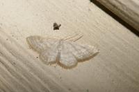 Idaea subsericeata