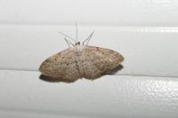 Idaea seriata