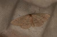 Idaea belemiata helianthemata