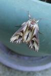 Actinotia polyodon