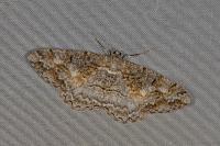 Alcis repandata