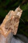 Apamea sublustris