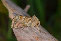 Euchalcia variabilis
