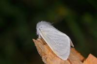 Leucoma salicis