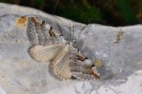 Aplocera praeformata