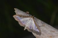 Cydalima perspectalis