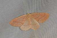 Hylaea fasciaria