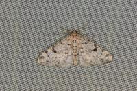 Alcis jubata