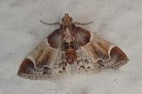 Pyralis farinalis