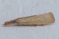 Agriphila straminella