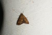 Pyrausta despicata