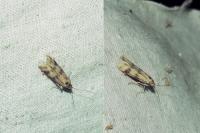Homoeosoma sinuella