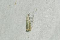 Chrysoteuchia culmella