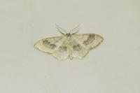 Idaea aversata