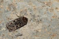 Chersotis