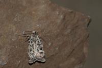 Chersotis larixia
