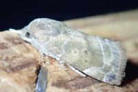Cosmia affinis