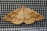 Plagodis pulveraria