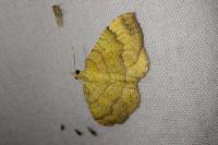 Camptogramma bilineata