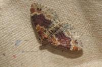 Xanthorhoe ferrugata