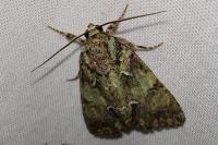 Polyphaenis sericata