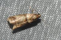 Acrobasis