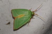 Pseudoips prasinanus