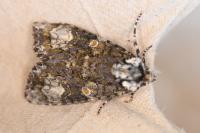 Craniophora ligustri