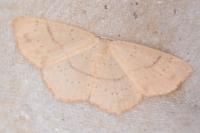 Cyclophora linearia