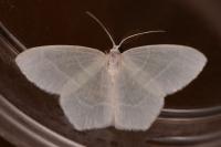 Jodis lactearia